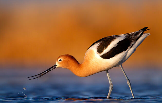 American Avocet. Arrow Myers/Audubon Photography Awards