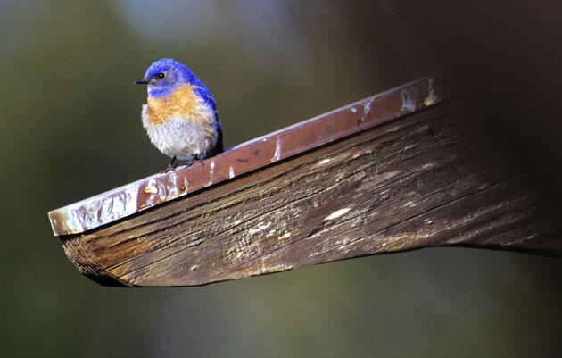 Western Bluebirds enjoy shelled sunflower kernels. But a mix with seeds, nuts, and fruits could draw a larger range of species, as the writer learned. Frans Lanting/National Geographic Creative