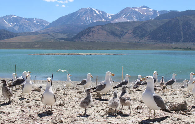 Gaviotas de California anidando en los islotes de la cuenca del lago Mono. Cuando los niveles de agua en la primavera y el verano están altos, las colonias están protegidas de los depredadores en tierra.