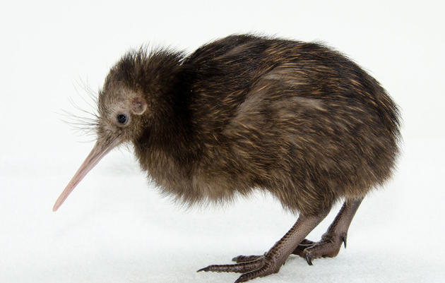 Brown Kiwi chick. Jim Jenkins/Smithsonian's National Zoo