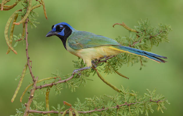 Green Jay. Bruno Struck/Audubon Photography Awards