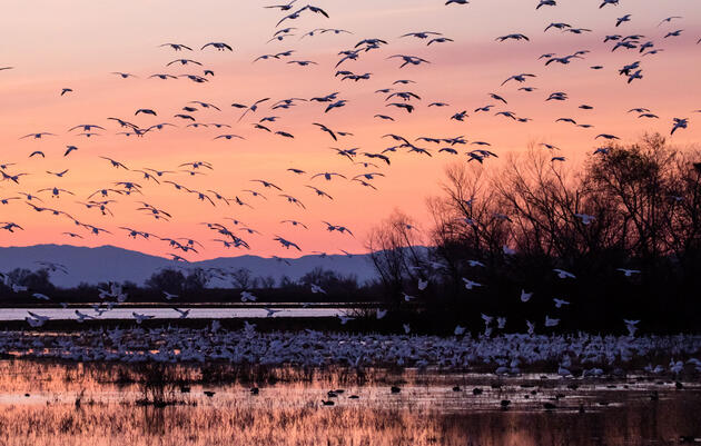 How Do Birds Spend Cold Winter Nights?