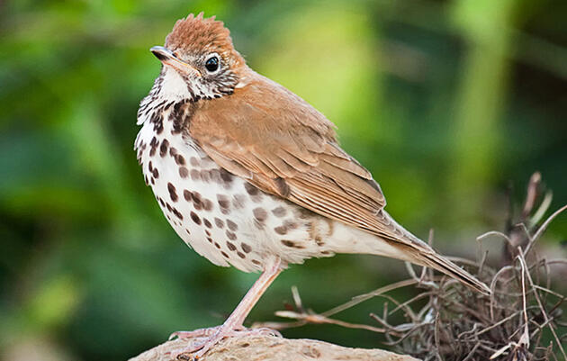 North America Has Lost More Than 1 In 4 Birds In Last 50 Years New Study Says Audubon