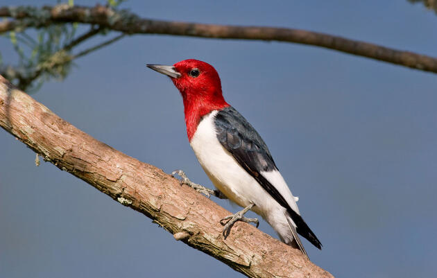 Art Lesson: How Do Birds Get Their Names?