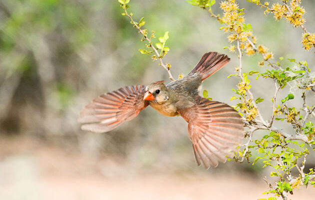 Backyard Birding Audubon