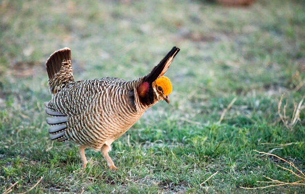 Lesser Prairie-Chicken. Brittany Meagher/Audubon Photography Awards
