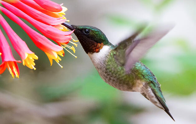 Ruby-throated Hummingbird and Honeysuckle. David Shipper/Audubon Photography Awards