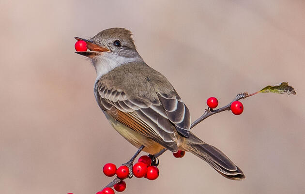 Ash-Throated Flycatcher. Morris Finkelstein/Audubon Photography Awards