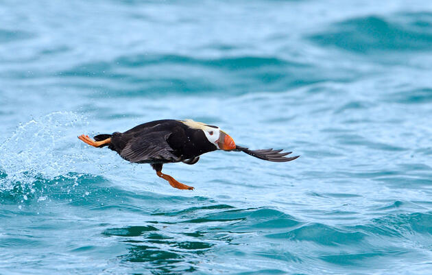 New Bill Would Put Seabirds at Risk