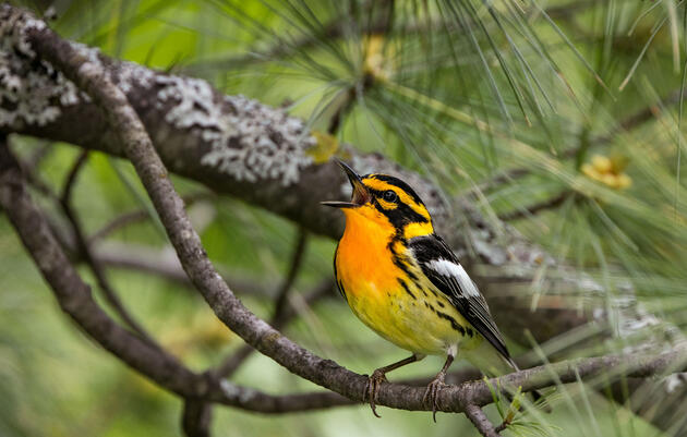 Blackburnian Warbler. Shirley Donald/Audubon Photography Awards
