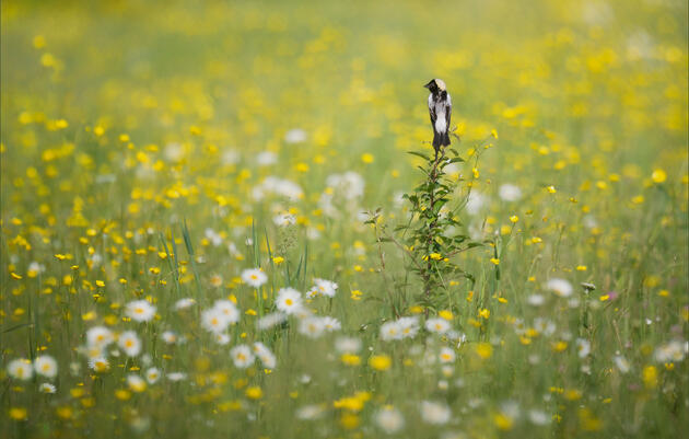 Bobolink. Caroline Samson/Audubon Photography Awards