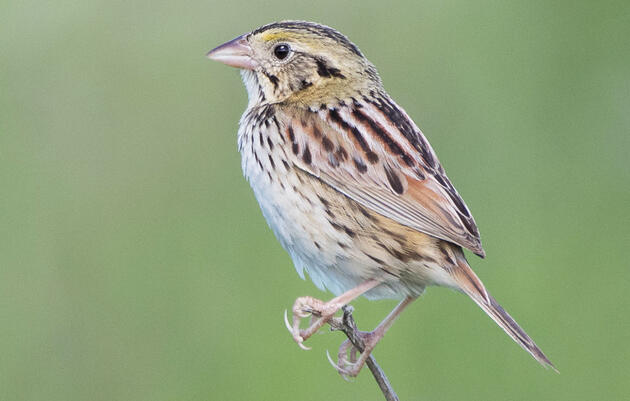 Henslow's Sparrow. Susan Ward/Audubon Photography Awards