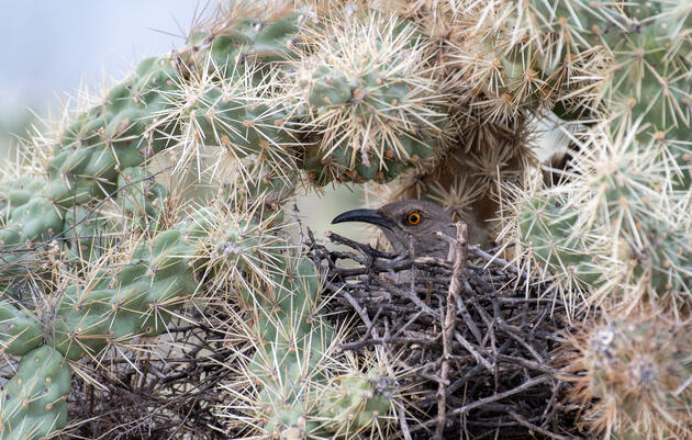 A Curve-Billed Thrasher with a glowing yellow eye and curved black bill sits alert in center of the frame, surrounded by a green and white-spine covered cholla cactus.