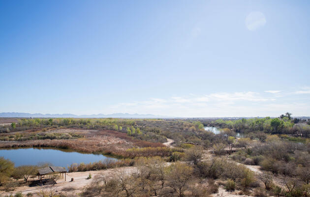 Native Plants Help Restore the Colorado River