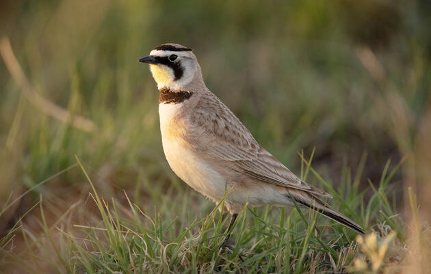 Horned Lark foraging on May Valley Ranch, an Audubon-certified ranch, in Prowers County, Colorado. Evan Barrientos/Audubon