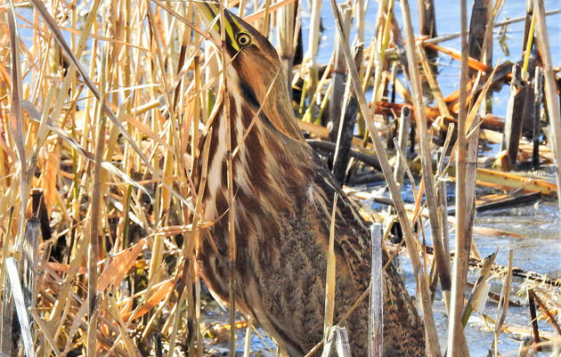 American Bittern spotted during the 2018 Christmas Bird Count at Bear River Migratory Bird Refuge in Utah. Max Malmquist/Audubon