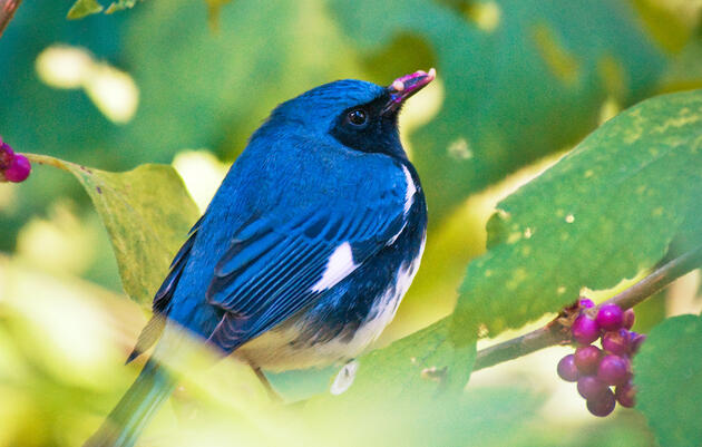 Black-thoated Blue Warbler and American Beautyberry. Roy Cohutta