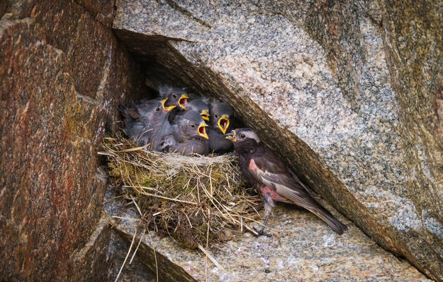 A male feeds its five demanding chicks. Ronan Donovan