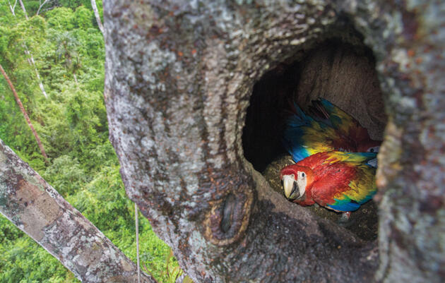 Two Scarlet Macaws chicks sit in their nest in the cavity of a quamwood tree in Belize's Chiquibul Forest. Camilla Cerea/Audubon