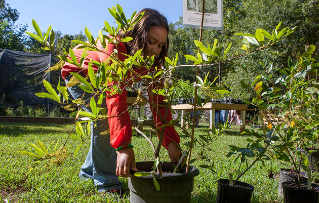 A visitor at the 2015 Strawberry Plains Audubon Center Native Plant Sale in Holly Springs, Mississippi. Camilla Cerea/Audubon