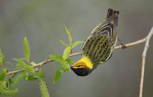 How to Master Migrant Warbler Photography