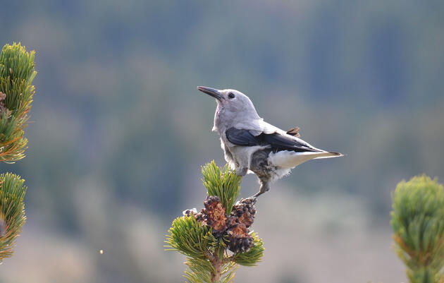 Better Know a Bird: The Clark's Nutcracker and Its Obsessive Seed Hoarding