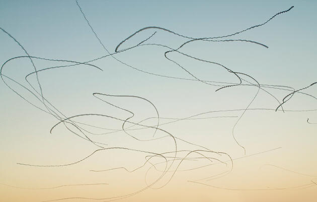 Common Swifts. Xavi Bou