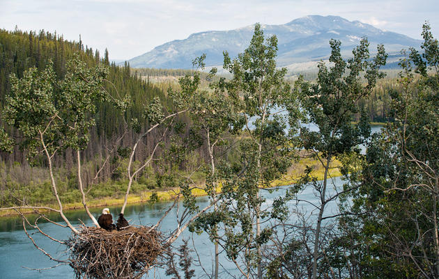 Five Rules for Photographing Bald Eagle Nests