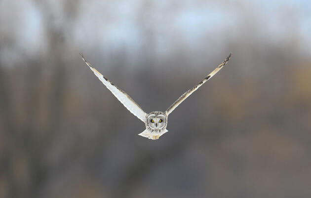 Tips for Taking Great Bird Photos From the Comfort of Your Car 