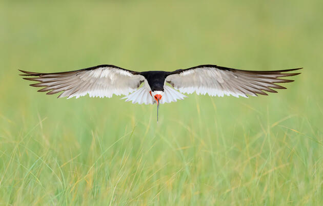 Black Skimmer. Ann Pacheco/Audubon Photography Awards
