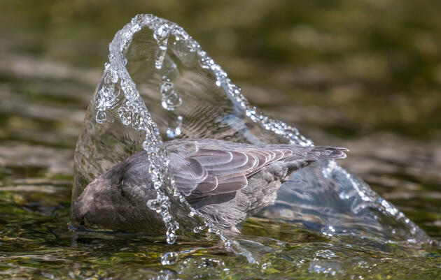 American Dipper. Marlee Fuller-Morris/Audubon Photography Awards