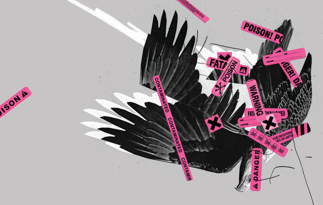 Bald Eagle. Illustration: Mike McQuade; Photo:  Anthony Goldman/Audubon Photography Awards