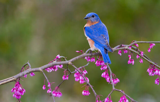 Eastern Bluebird. Glenda Simmons/Great Backyard Bird Count