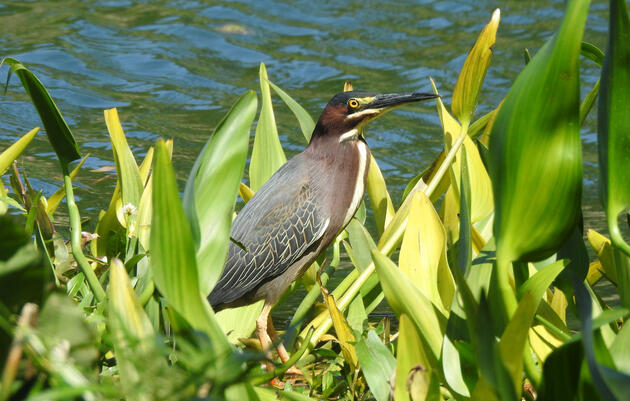 Green Heron. Alysa Joaquin
