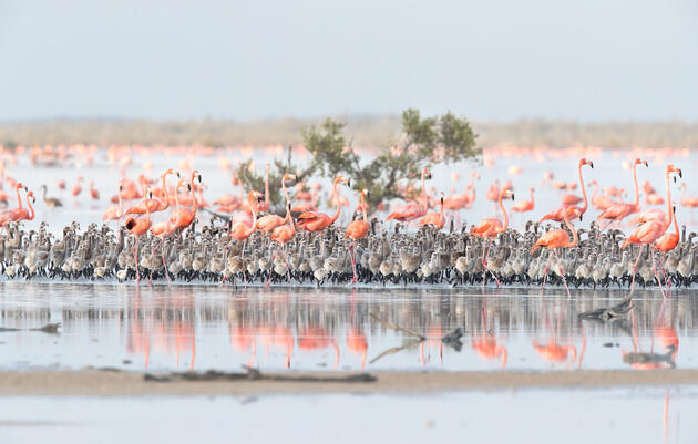Flamencos del Caribe en el Parque Nacional de Inagua, en Bahamas.