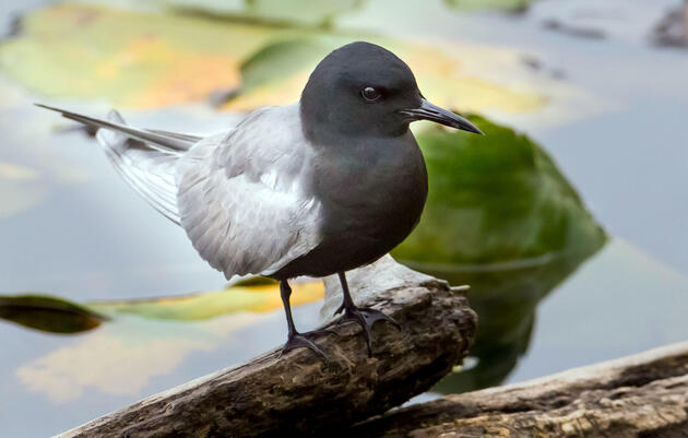 Bipartisan Water Legislation Advances in Senate