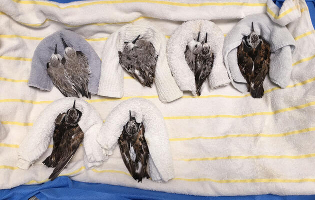 How This Year's Devastating Red Tide Has Wreaked Havoc on Florida's Birds 