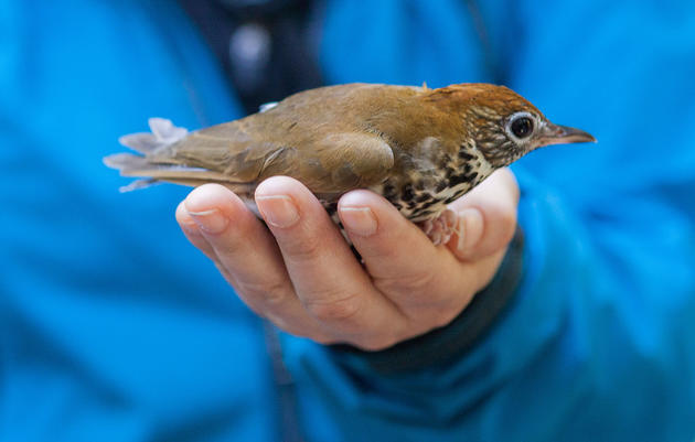 Kim Brand of Forsyth Audubon and Audubon North Carolina holds a Wood Thrush while visiting Cockscomb Basin Wildlife Sanctuary in Belize. Andrea Desky/Climate Listening Project