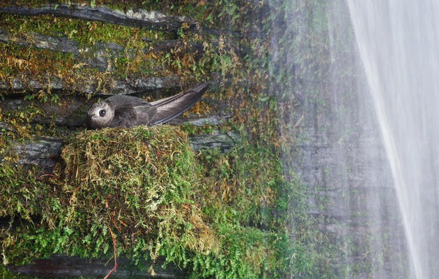 Most Black Swifts nest behind waterfalls, like this one in Shoshone County, Idaho. But it's easier to find them when they're out and about, flying to and from the home site, hunting for insects. Darren Clark