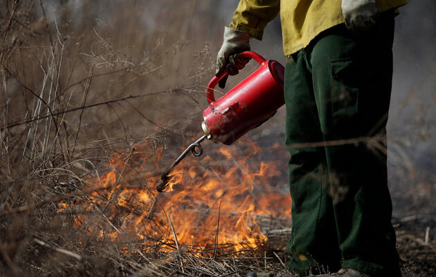 En Chicago, los incendios controlados están ayudando a recuperar hábitats esenciales para las aves