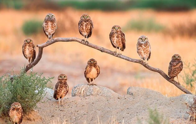 Burrowing Owls. Andrew Lee/Audubon Photography Awards