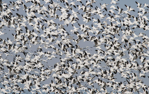 The Birds Are Back At Malheur National Wildlife Refuge