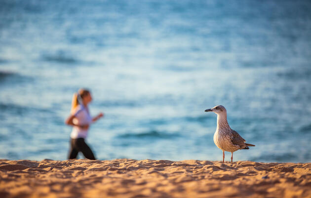 Four Reasons to Check Out the Birds While You Run