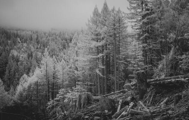 Logs pile up on the ground next to the trees that were cut down in the middle of a forest.