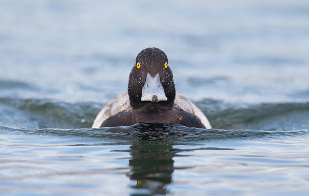 Lesser Scaup. Michael Milicia