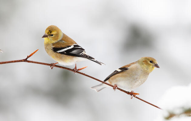 American Goldfinches. Scott Leslie/Minden Pictures