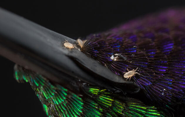 Mites Take Flight on Hummingbird Beaks