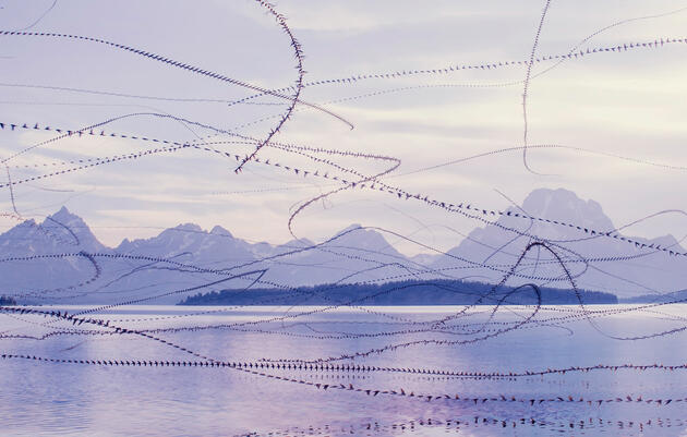 How Xavi Bou Makes His Mesmerizing Portraits of Birds in Flight