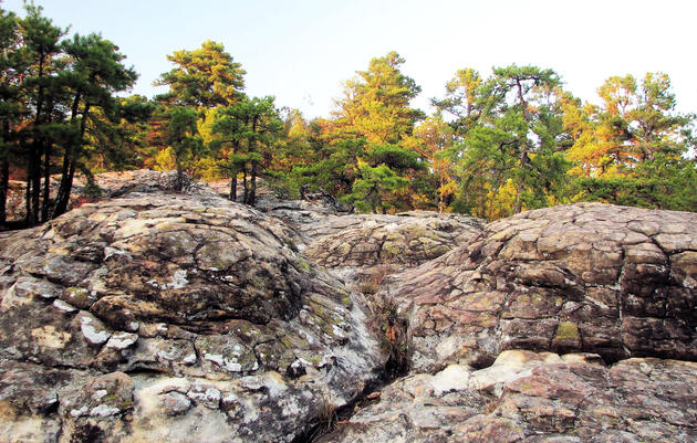 Birding in Arkansas