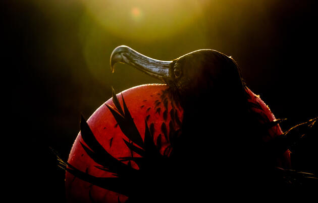 Magnificent Frigatebird. Sue Dougherty/Audubon Photography Awards